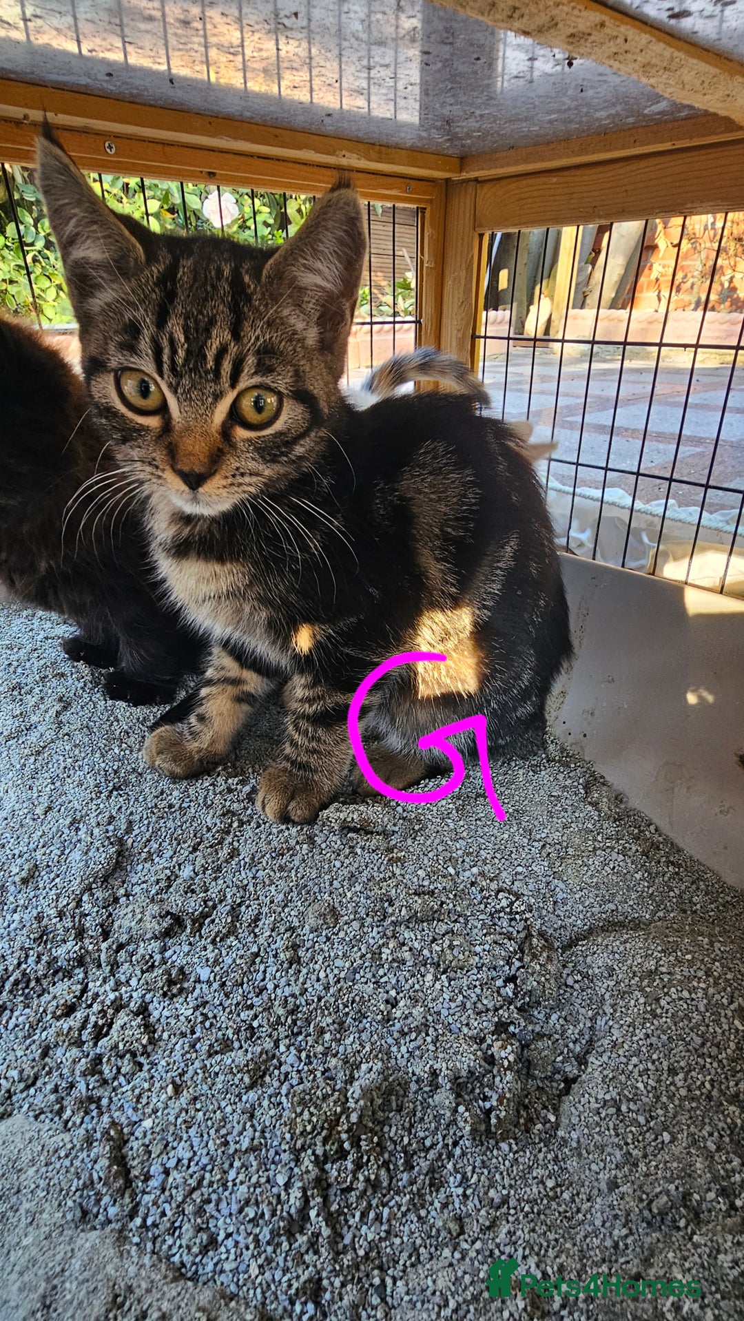 Mixed Breed cats for sale:  🐾 Adorable Kittens Ready for Loving Homes 🐾 - Image 16