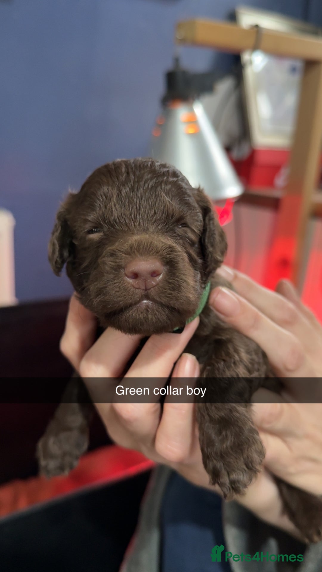 Cockapoo dogs for sale: ABSOLUTELY GORGEOUS F1 COCKAPOO PUPS!! - Image 3