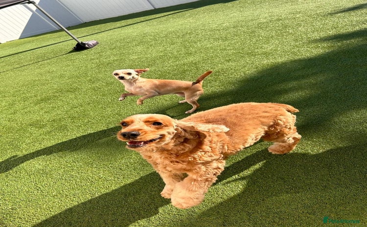 Cocker Spaniel dogs - Advert 4