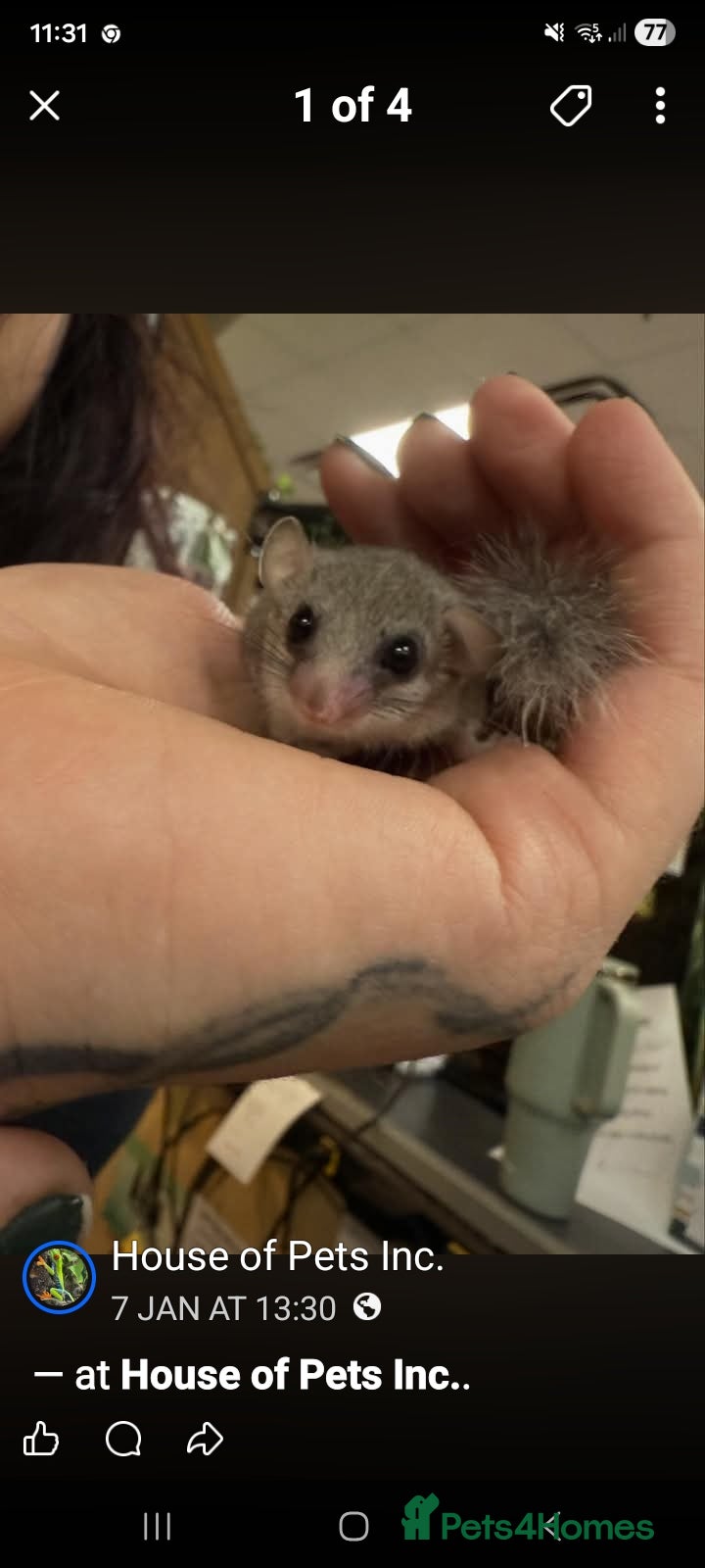 Mouse rodents Pygmy dormouse for sale - Advert 5