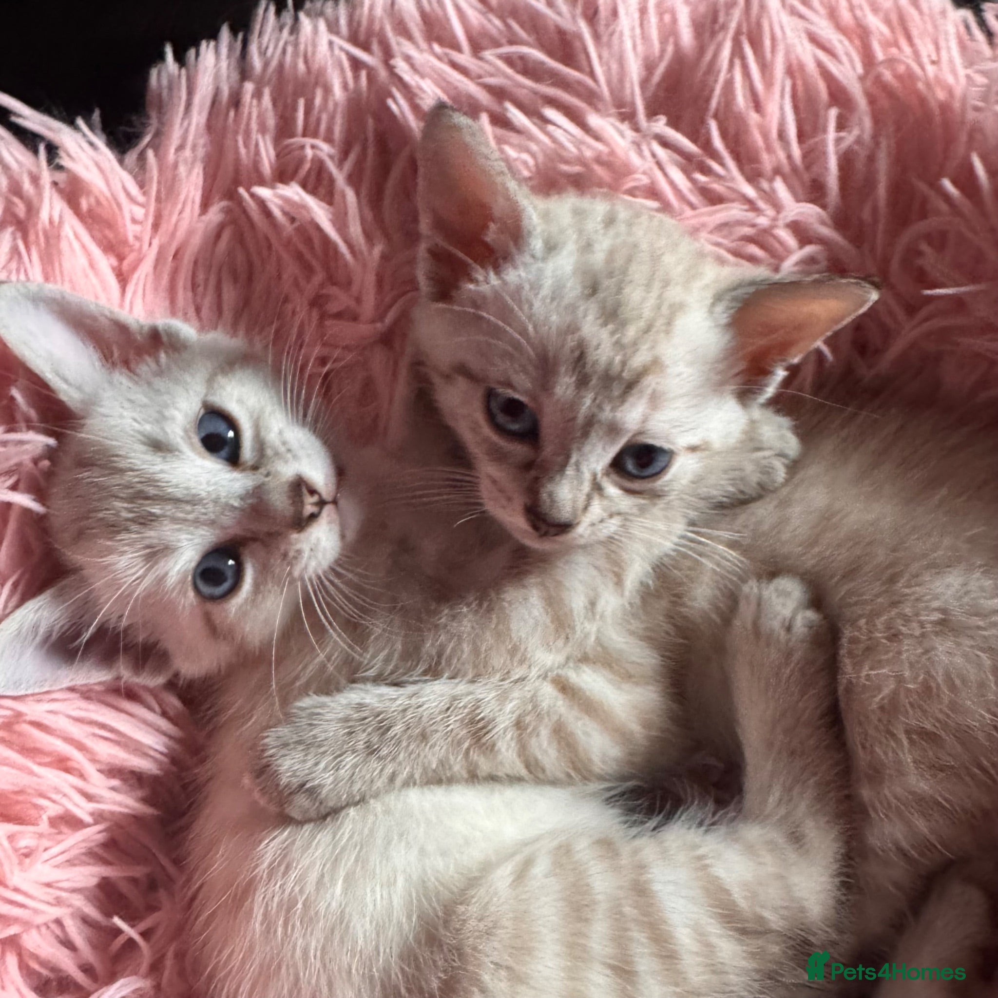 Oriental cats Only 2 remaining- snow orientals. 1 girl 1 boy - Advert 6