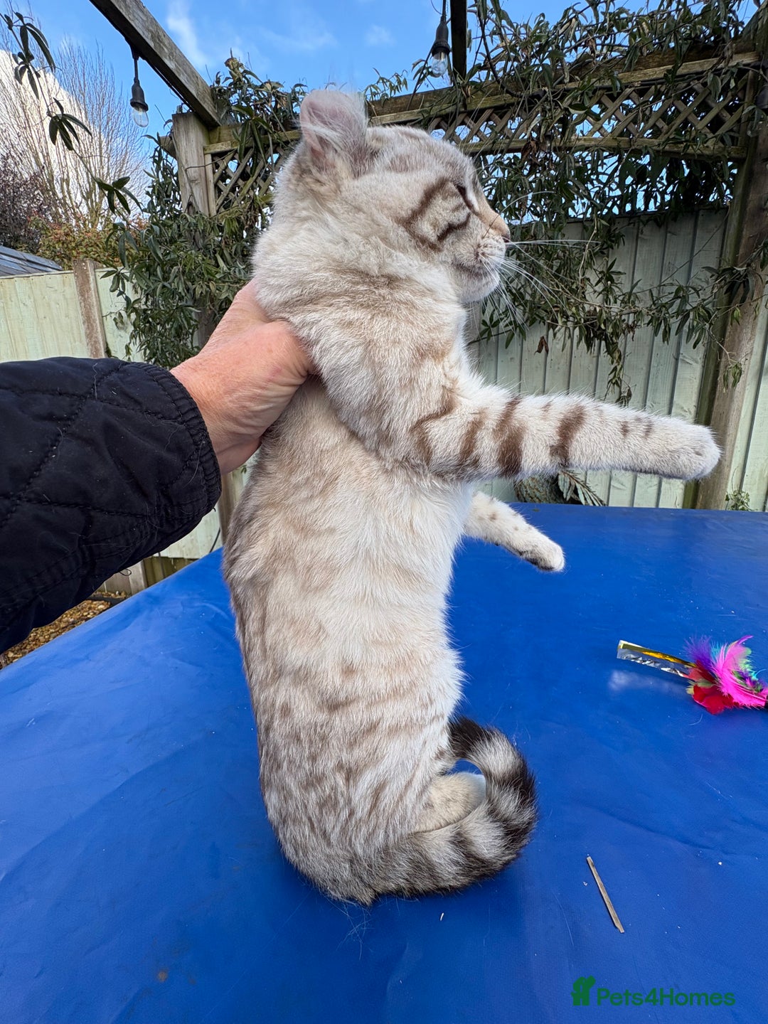 Savannah cats for sale: Superb snow leopard male  - Advert 17