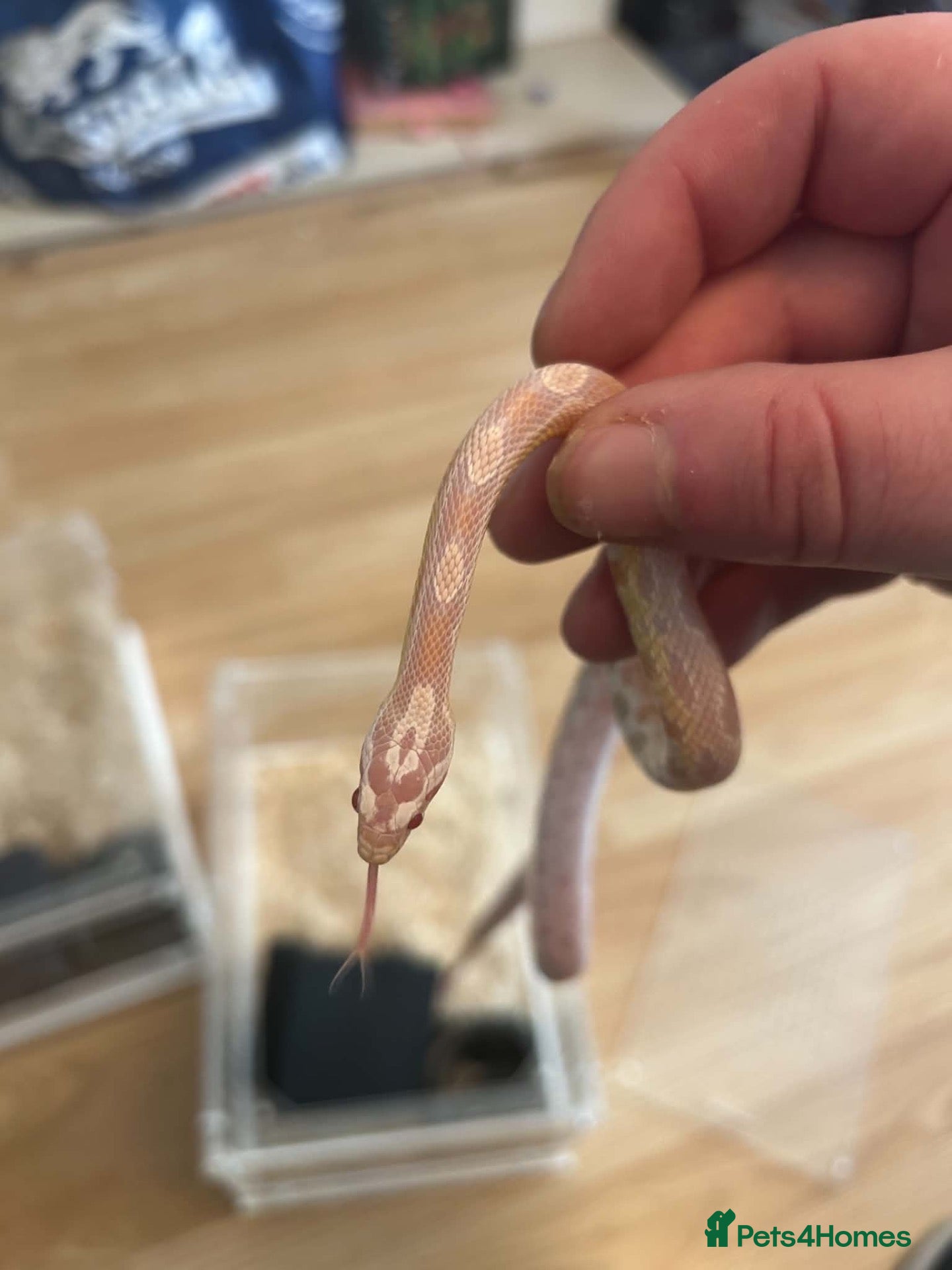 Corn Snake reptiles pair corn snakes orange male albino female - Advert 1