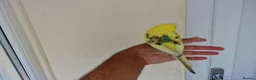 Budgerigars birds for sale: Super silly hand tamed baby budgies  - Advert 12
