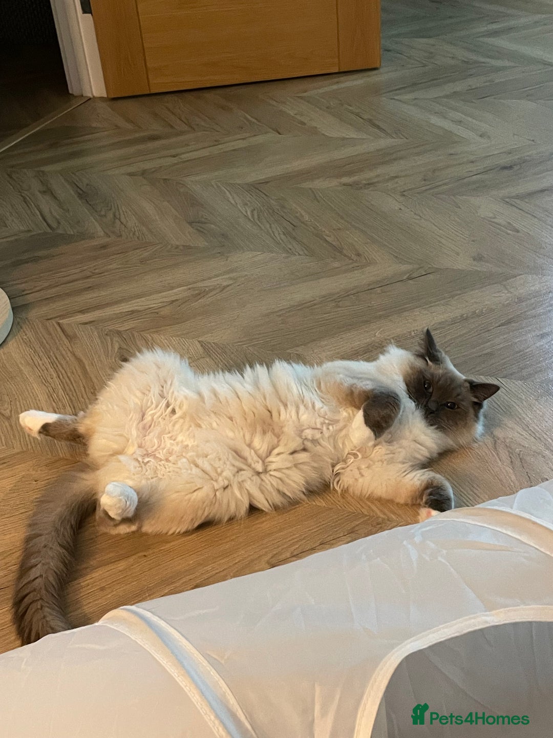 Ragdoll cats for sale: Gorgeous Mitted Bluepoint Ragdoll - Image 21