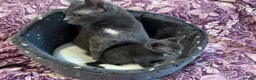 Russian Blue cats for sale: 3 Blue Kittens!  - Advert 8