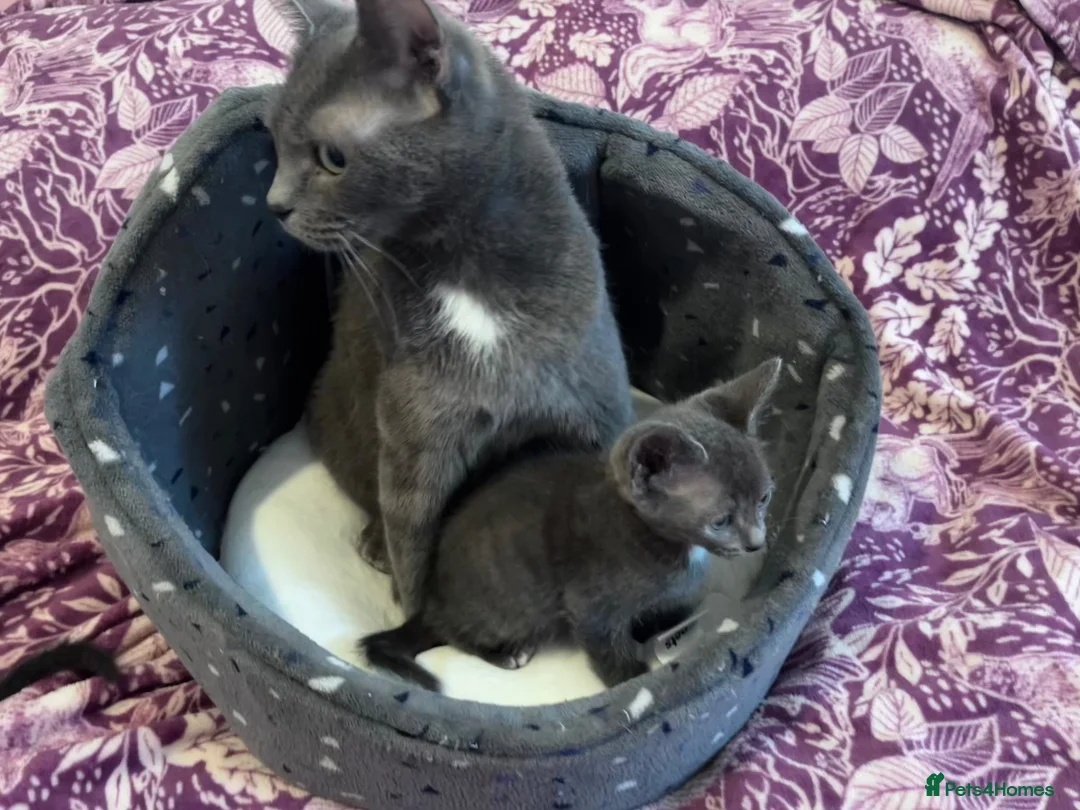 Russian Blue cats for sale: 3 Blue Kittens!  - Advert 8