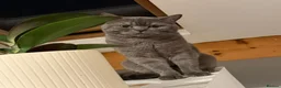 British Shorthair cats for sale: Gorgeous British Shorthair Male  2 Years Old -Goku in Oldham - Advert 1