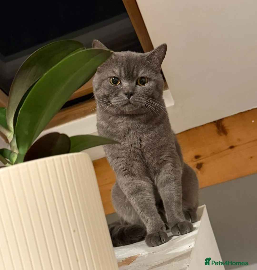 British Shorthair cats for sale: Gorgeous British Shorthair Male  2 Years Old -Goku in Oldham - Advert 1
