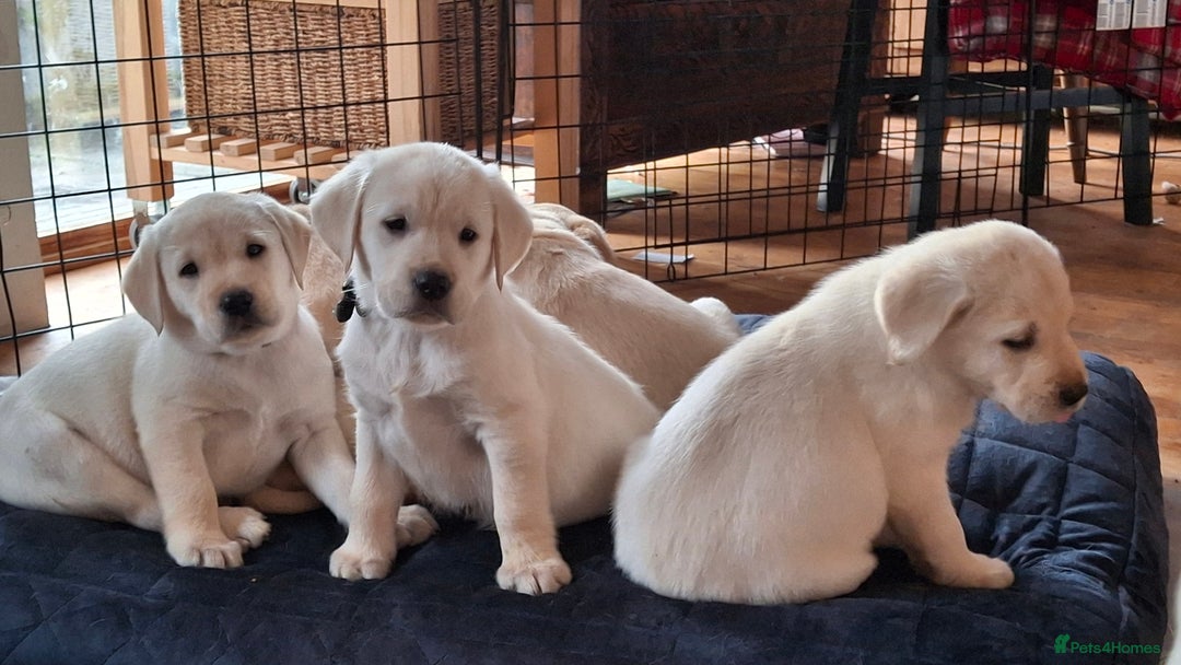 Labrador Retriever dogs for sale: Labrador puppies ready to leave. - Advert 10