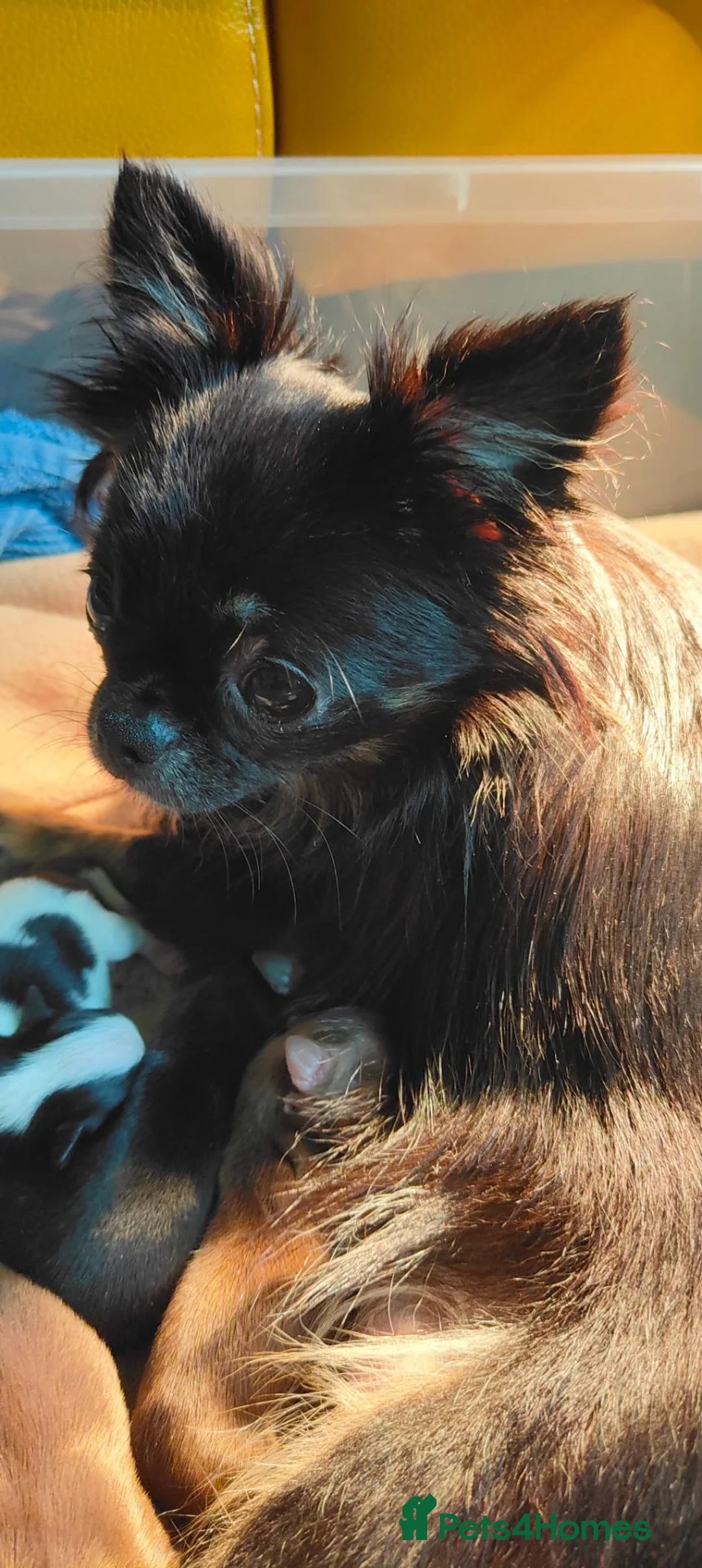 Chihuahua dogs for sale: Amazing Quality Long Coat Chihuahua Puppies  - Advert 2