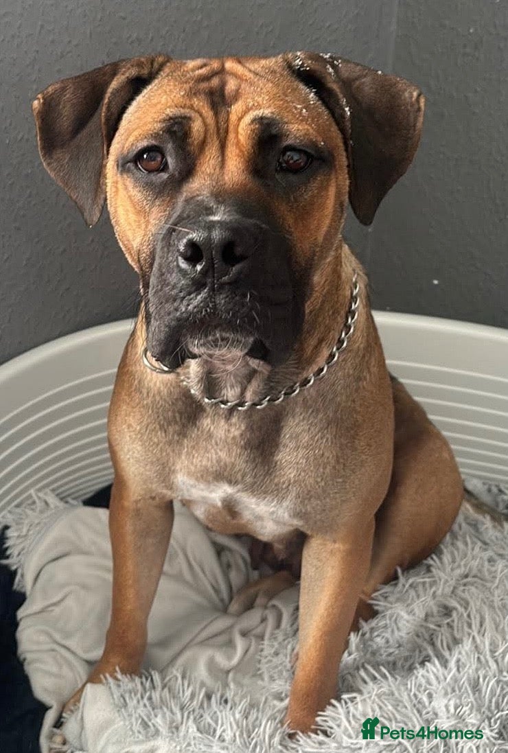 Mixed Breed dogs Cane corso x staffy  - Advert 2