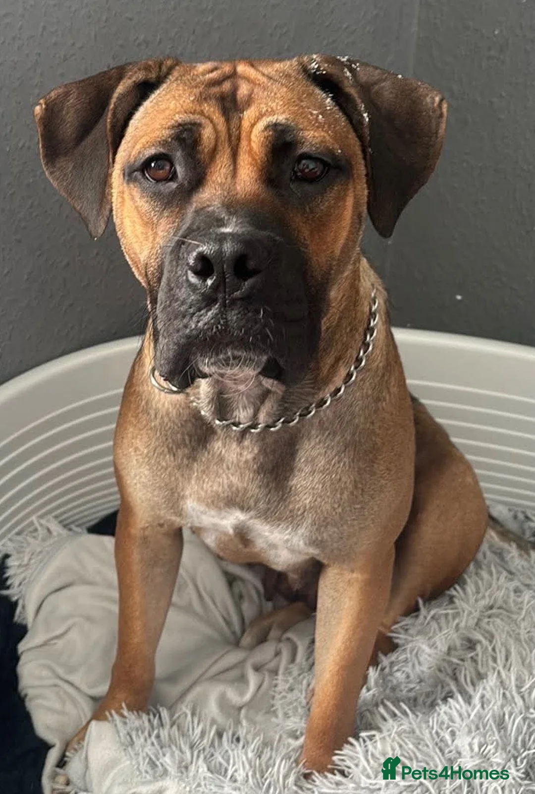 Mixed Breed dogs for sale: Cane corso x staffy  - Advert 1