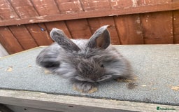 Angora rabbits for sale: Baby angoras  - Image 2
