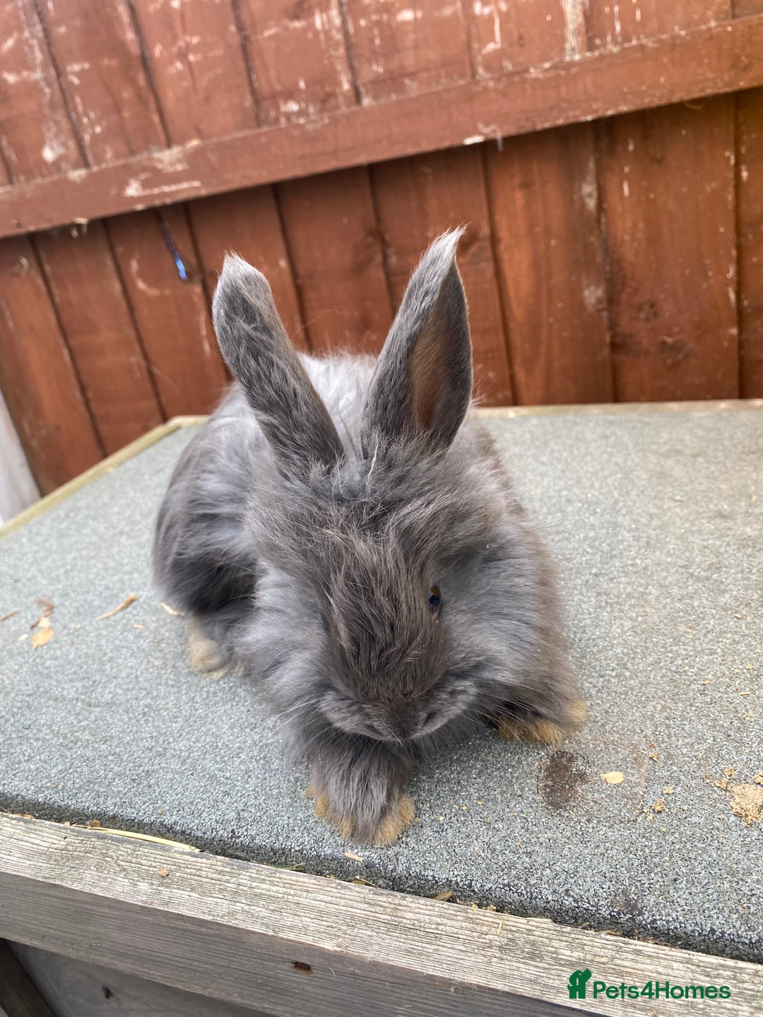 Angora rabbits for sale: Baby angoras  - Image 2