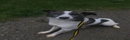 Mixed Breed dogs for adoption: Laura - Norwich Norfolk  in Norwich - Advert 5