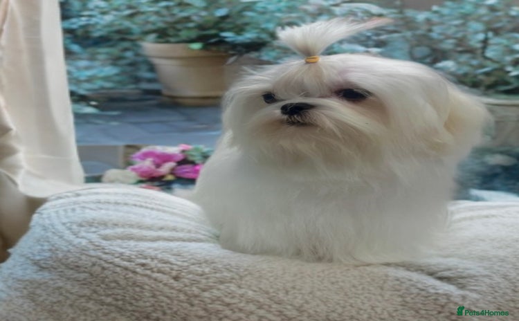 Maltese dogs - Advert 6