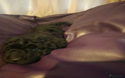 Mixed Breed dogs for sale: Poodles cross patterdale boy pupies - Advert 5