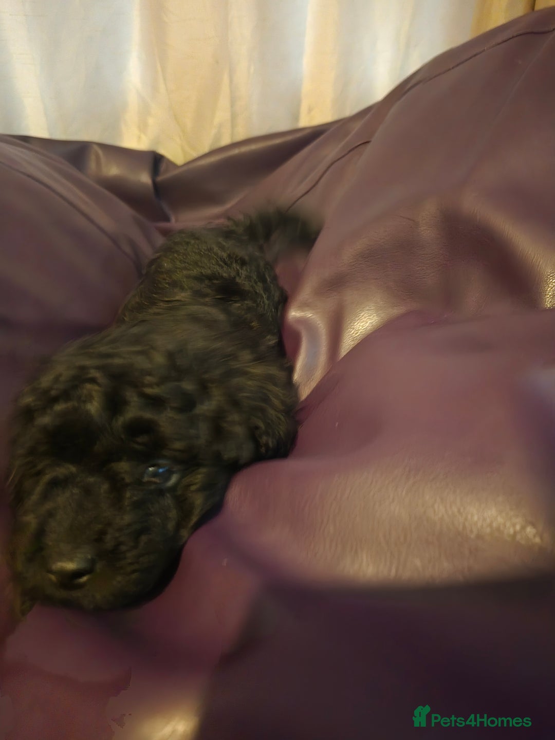 Mixed Breed dogs for sale: Poodles cross patterdale boy pupies - Advert 5