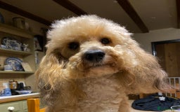 Toy Poodle dogs for stud: Stunning Sable Phantom Parti Toy Stud, DNA Tested in Market Drayton - Image 2