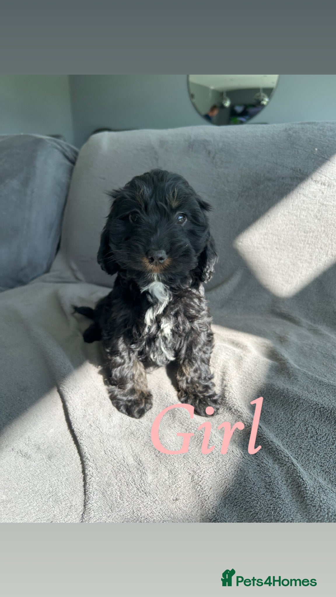 Cockapoo dogs F1 cockapoo puppies  - Advert 5