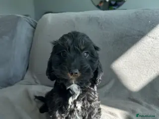 Cockapoo dogs F1 cockapoo puppies - Advert 5