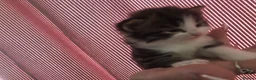 Mixed Breed cats for sale: 4 kittens  - Advert 14