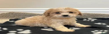 Cavapoo 5