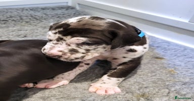 Great Dane dogs - Advert 5