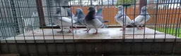 Pigeons birds for sale: 8 high flyers - Advert 3