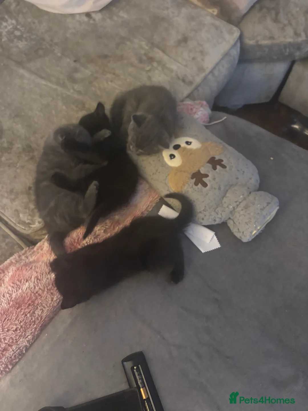 British Shorthair cats for sale: 4 beautiful kittens  - Advert 5