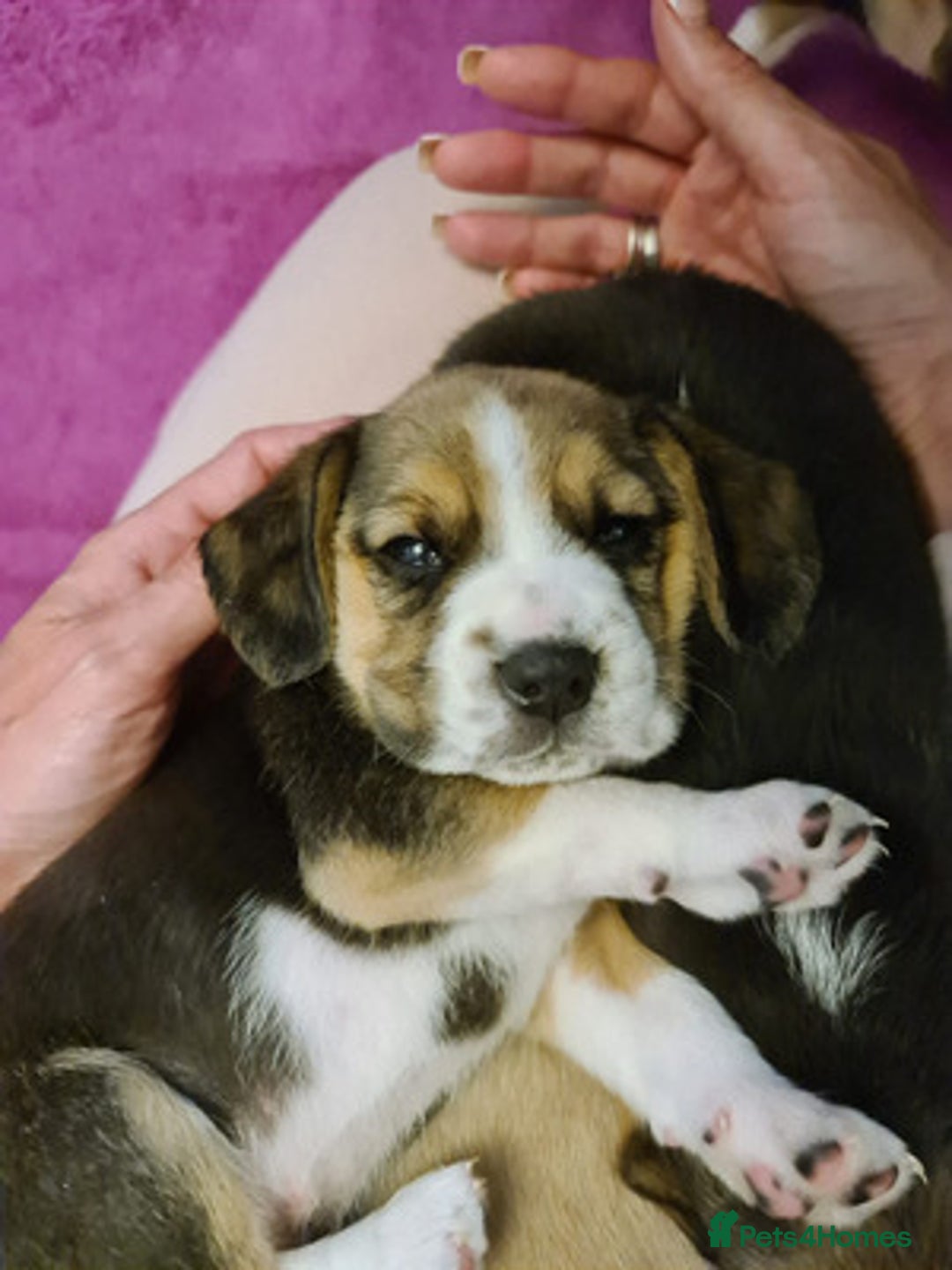 Beagle dogs for sale: Loyal Beagle Puppies Leaving Soon. - Image 8