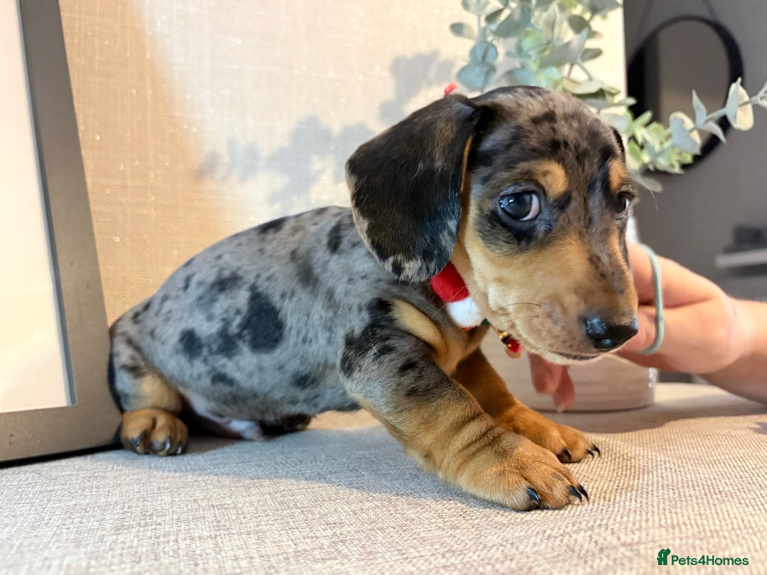 Miniature Dachshund dogs for sale: Miniature Dachshunds dapple. KC reg 4th Jan - Advert 2