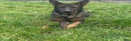 German Shepherd dogs for sale: Dutch shepherd x German shepherd puppies for sale in Stockport - Advert 7