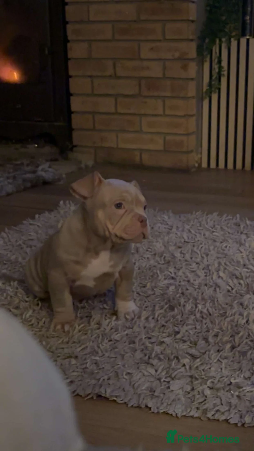 American Bully dogs for sale: exotic pocket bully puppies - Advert 6