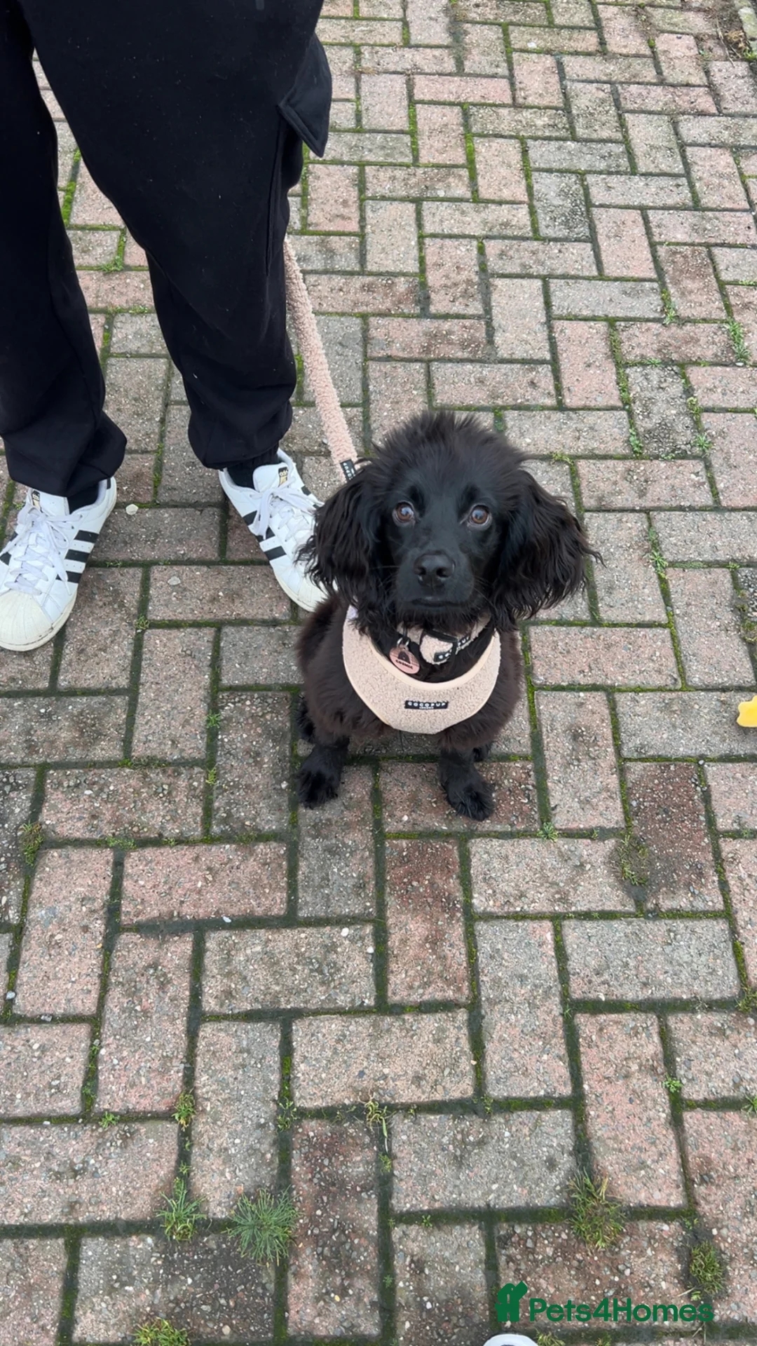 Cocker Spaniel dogs for sale: 11 month old, male Cocker Spaniel in Coventry - Advert 1