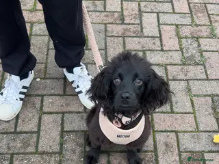 Cocker Spaniel dogs 11 month old, male Cocker Spaniel - Advert 1