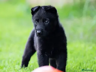 German Shepherd dogs Health tested Czech German shepherd puppies - Advert 5