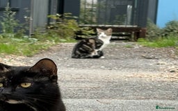 British Longhair cats for sale: Two beautiful British longhair mix kittens  - Advert 5