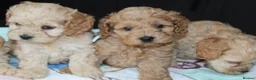 Cockapoo dogs for sale: ✨💥 Absolutly stunning Cockerpoo pups ready soon✨ - Advert 11
