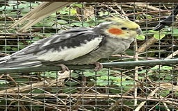Lovebirds birds for sale: Cockertiels - Image 1
