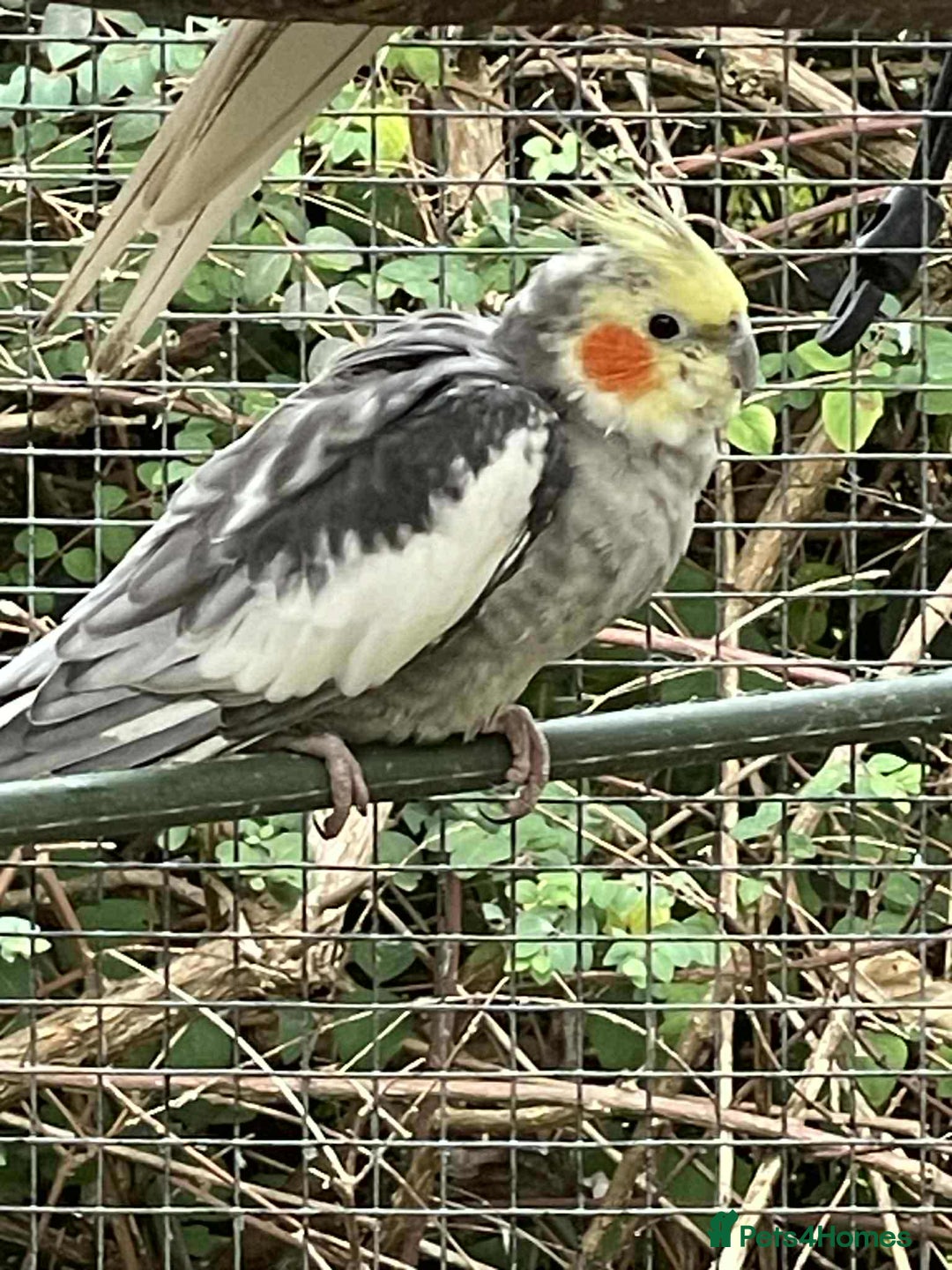 Lovebirds birds for sale: Cockertiels - Image 1