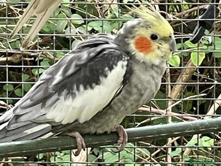 Lovebirds birds for sale - Advert 2