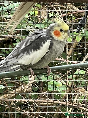 Lovebirds birds - Advert 16