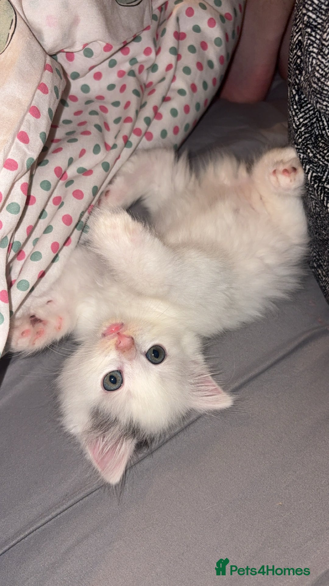 Mixed Breed cats for sale: Adorable fluffy kittens  - Advert 11