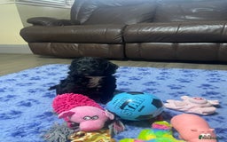 Cockapoo dogs for sale: Very Similar to the cockapoo Sproodle puppies - Image 12