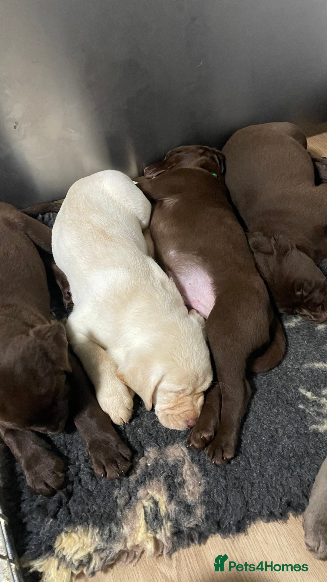 Labrador Retriever dogs for sale: Kennel club registered Labrador puppies  - Advert 6