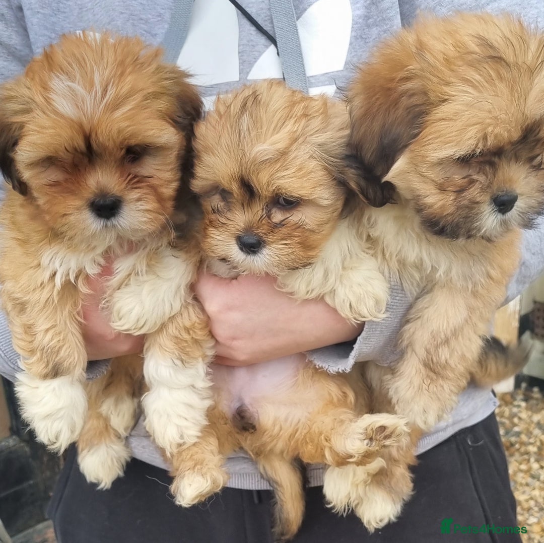 Lhasa Apso dogs for sale: KC Registered lhasa Apso puppies - Image 4