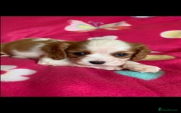 Cavalier King Charles Spaniel dogs for stud: Extensively Health Tested Cavalier King Charles Sp in Mansfield - Image 25