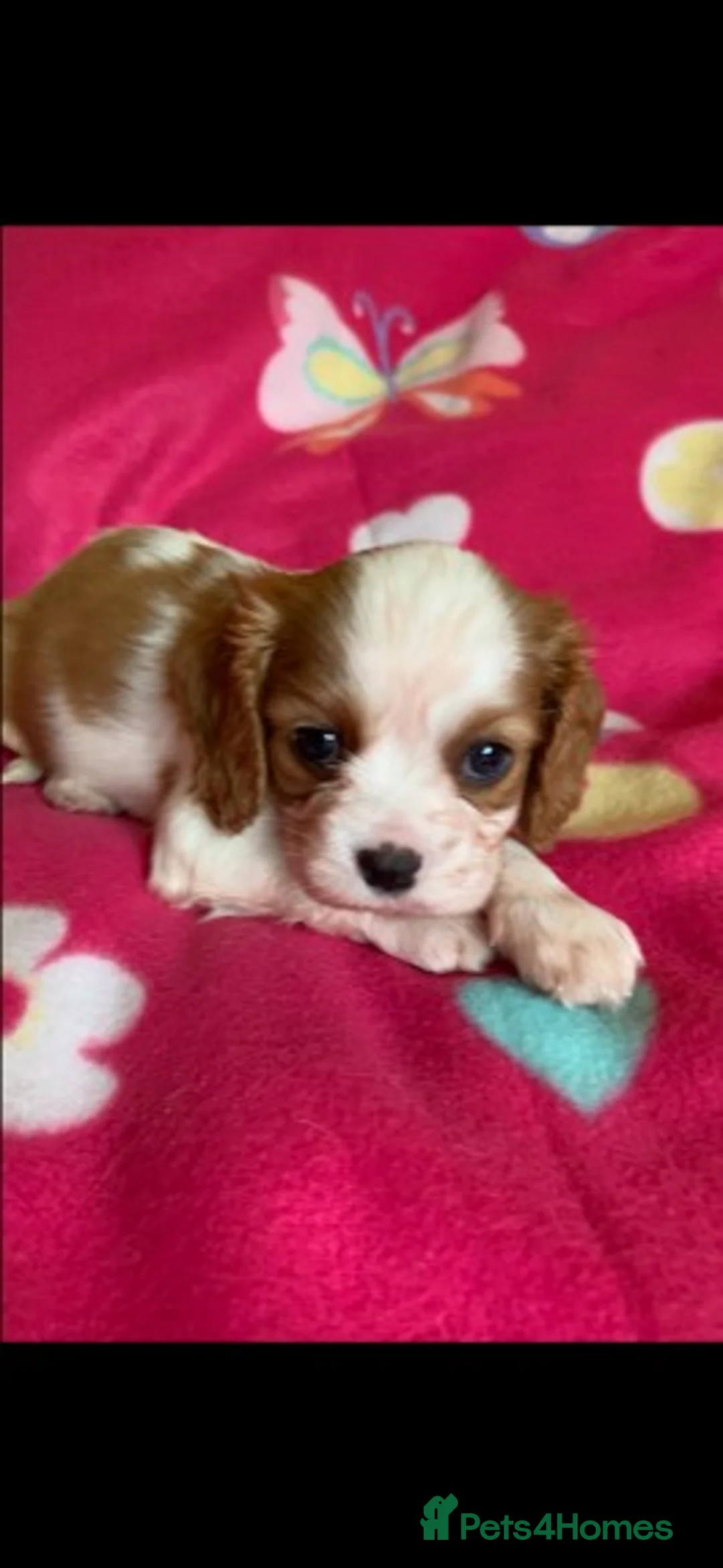 Cavalier King Charles Spaniel dogs for stud: Extensively Health Tested Cavalier King Charles Sp in Mansfield - Advert 25